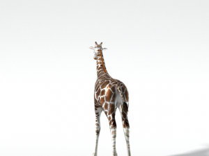 giraffe 3D Model