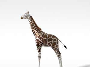 giraffe 3D Model