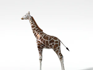 girafa Modelo 3D