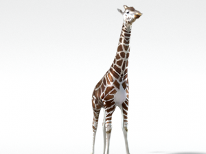 giraffe 3D Model