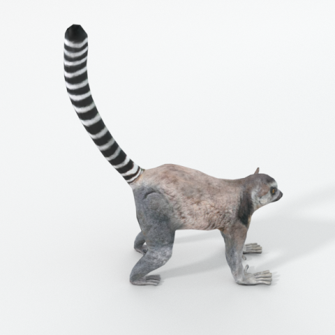 lemur Modelo 3D .c4d .max .obj .3ds .fbx .stl .blend 