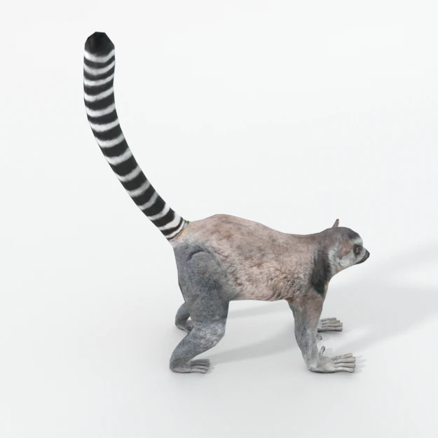 lemur 3D Model .c4d .max .obj .3ds .fbx .stl .blend 
