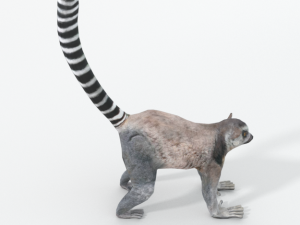 lemur 3D Model