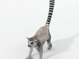 lemur 3D Model