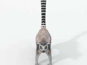 lemur 3D Model