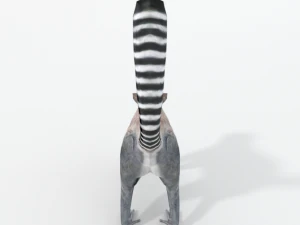lemur 3D Model