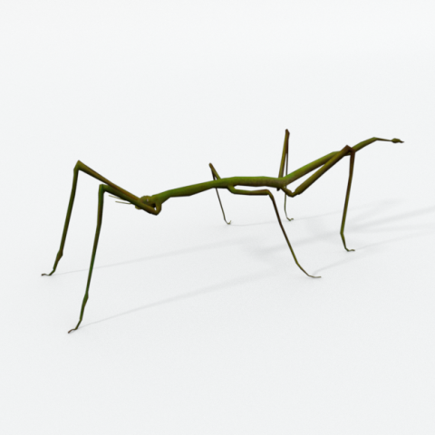 stick insect 3D Модель .c4d .max .obj .3ds .fbx .stl .blend 