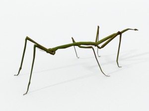 stick insect 3D Model