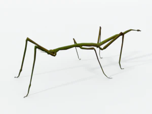 stick insect 3D Model