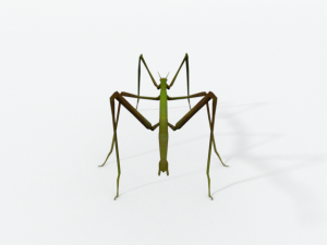 stick insect 3D Модель