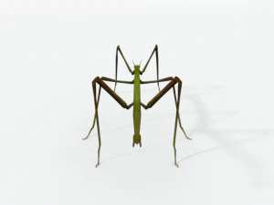 stick insect 3D Model