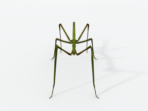 stick insect 3D Модель