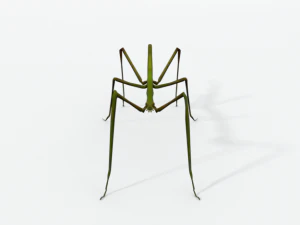 stick insect 3D Model