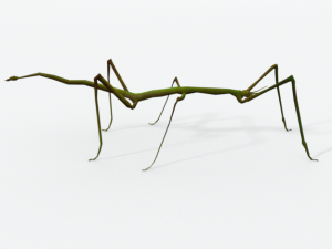 stick insect 3D Модель
