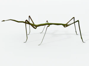 stick insect 3D Model