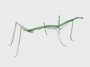 stick insect 3D Модель