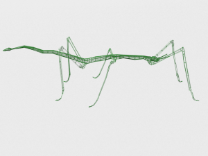 stick insect 3D Модель