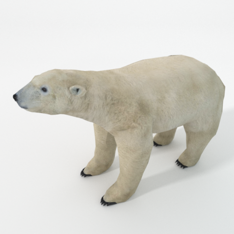 polar bear 3D 模型 .c4d .max .obj .3ds .fbx .stl .blend 
