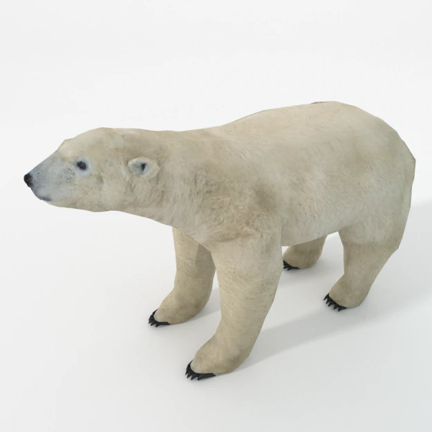 polar bear 3D Model .c4d .max .obj .3ds .fbx .stl .blend