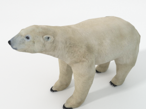 polar bear 3D Model