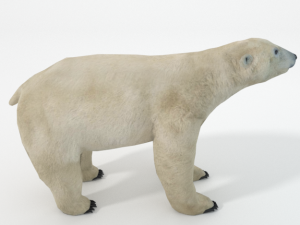 polar bear 3D 模型