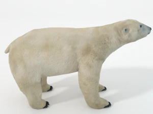 polar bear 3D Model