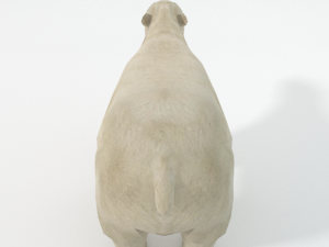 polar bear 3D 模型