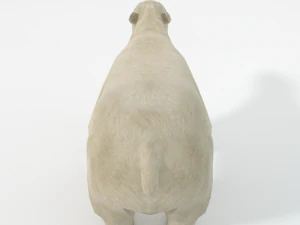 polar bear 3D Model