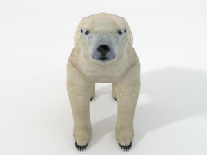 polar bear 3D 模型