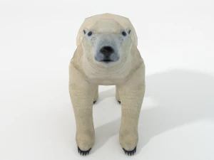 polar bear 3D Model