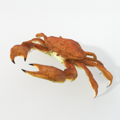 crab crustaceans 3D-Modell .c4d .max .obj .3ds .fbx .stl .blend 