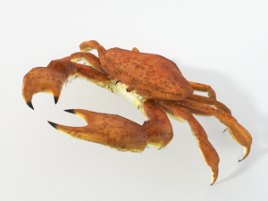 crab crustaceans 3D Model
