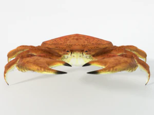 crab crustaceans 3D Model