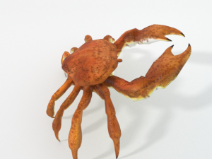crab crustaceans 3D-Modell