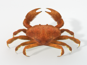 crab crustaceans 3D-Modell