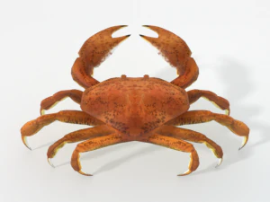 crab crustaceans 3D Model