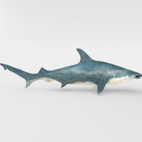 hammerhead shark 3D मॉडल .c4d .max .obj .3ds .fbx .stl .blend 