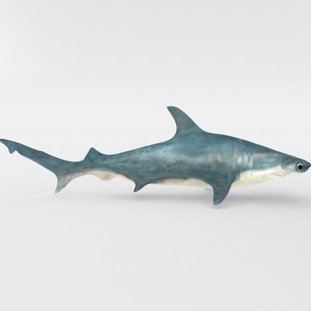 hammerhead shark 3D Model .c4d .max .obj .3ds .fbx .stl .blend 