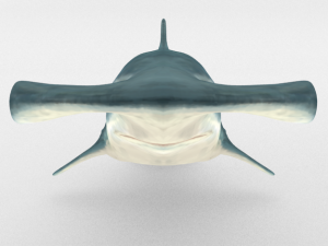 hammerhead shark 3D मॉडल