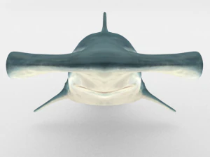 hammerhead shark 3D Model