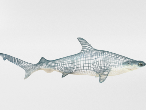 hammerhead shark 3D मॉडल