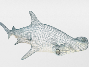 hammerhead shark 3D मॉडल