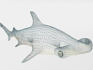 hammerhead shark 3D Model