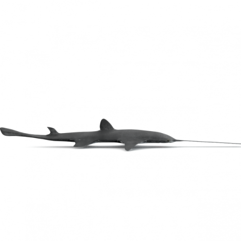sawshark 3D Model .c4d .max .obj .3ds .fbx .stl .blend 
