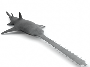 sawshark 3D Model