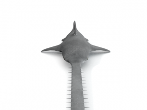 sawshark 3D Model