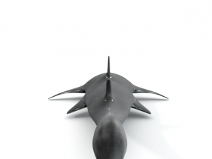 sawshark 3D Model
