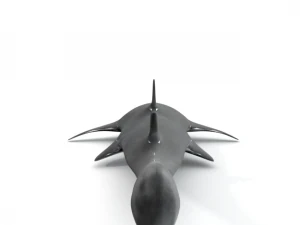 sawshark 3D Model