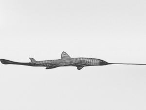 sawshark 3D Model