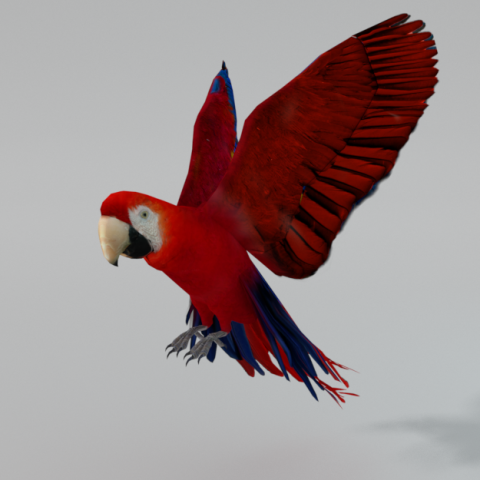 red macaw 3D Model .c4d .max .obj .3ds .fbx .stl .blend 